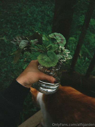 Alfigarden
