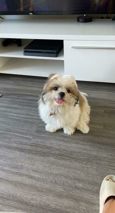 Lil6uapoo