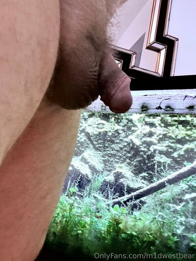 M1dwestbear