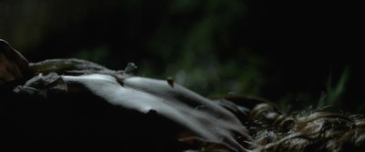 Дора Штаренки