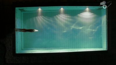 Эви Мейнардус