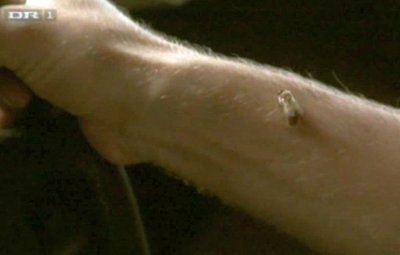 Лотте Андерсен